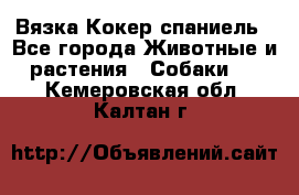 Вязка Кокер спаниель - Все города Животные и растения » Собаки   . Кемеровская обл.,Калтан г.